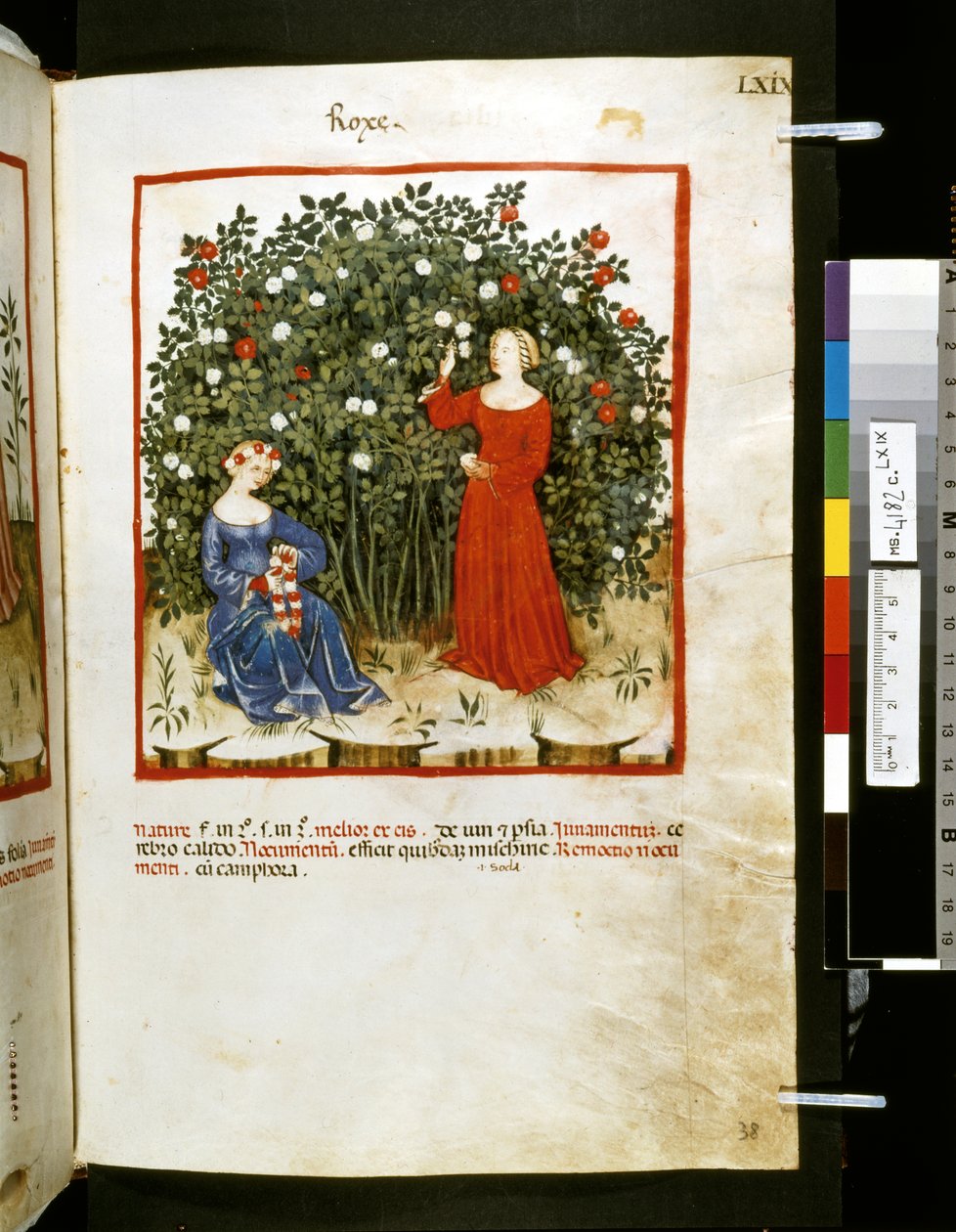 Theatrum sanitatis di Ububchasym de Baldach: 