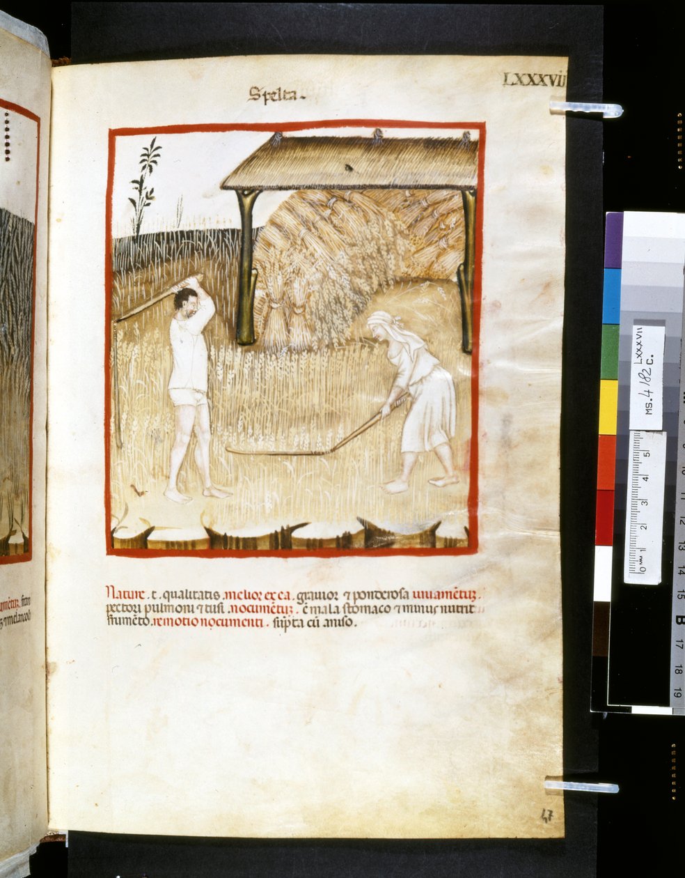 Theatrum sanitatis di Ububchasym de Baldach: 