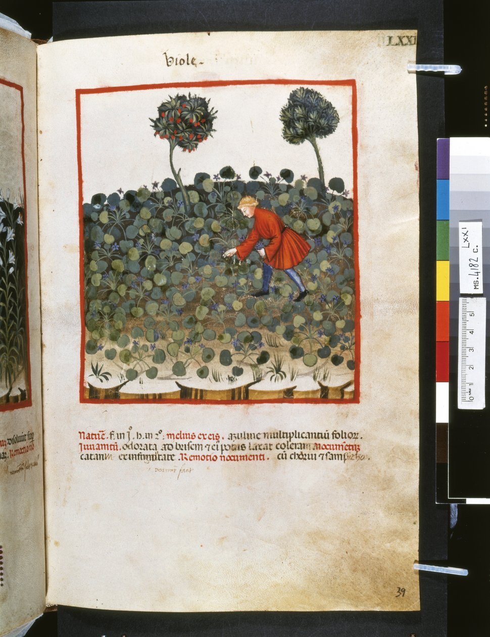 Theatrum sanitatis di Ububchasym de Baldach: 