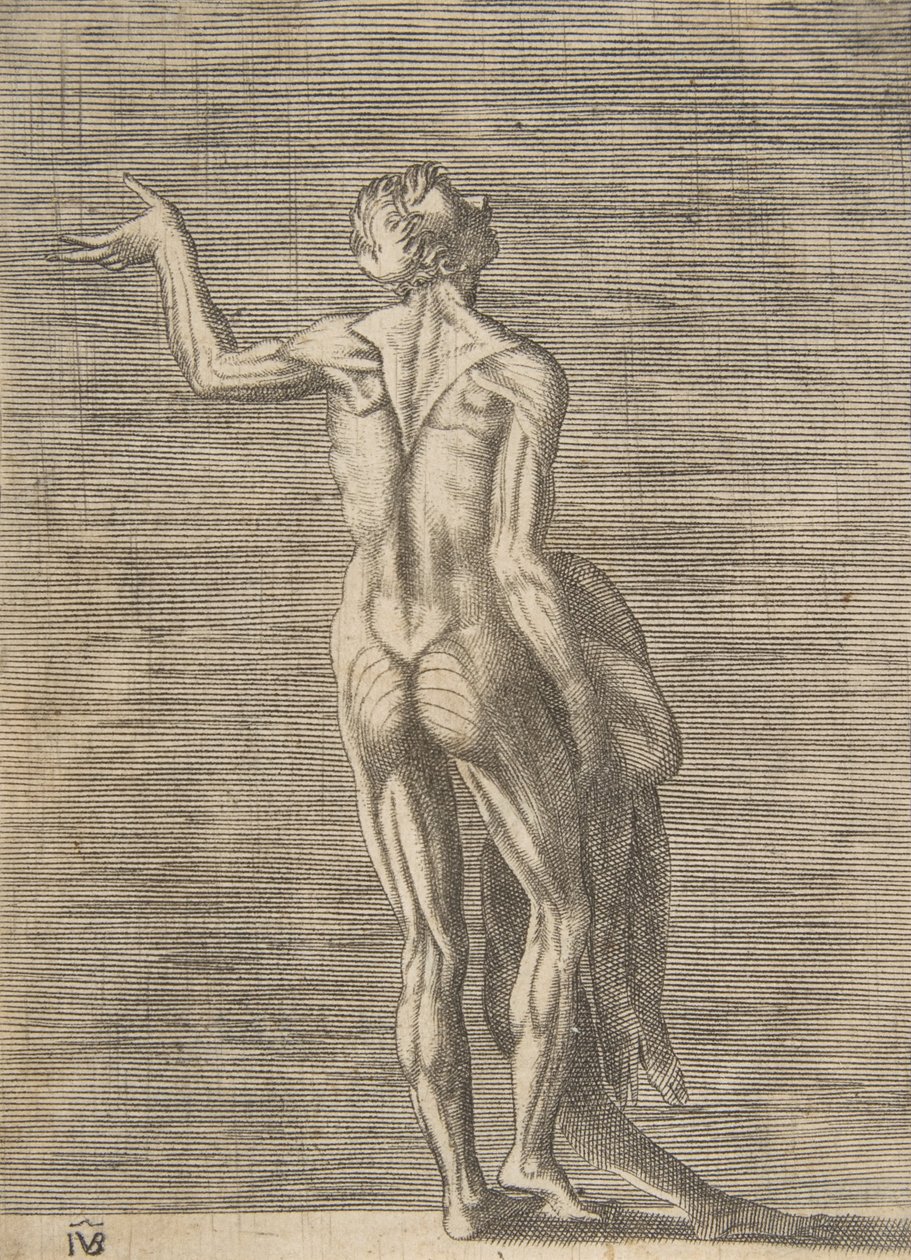 Uomo scuoiato con la mano sinistra sul fianco, che tiene la pelle nella mano destra, ca. 1531-76 da Giulio Bonasone