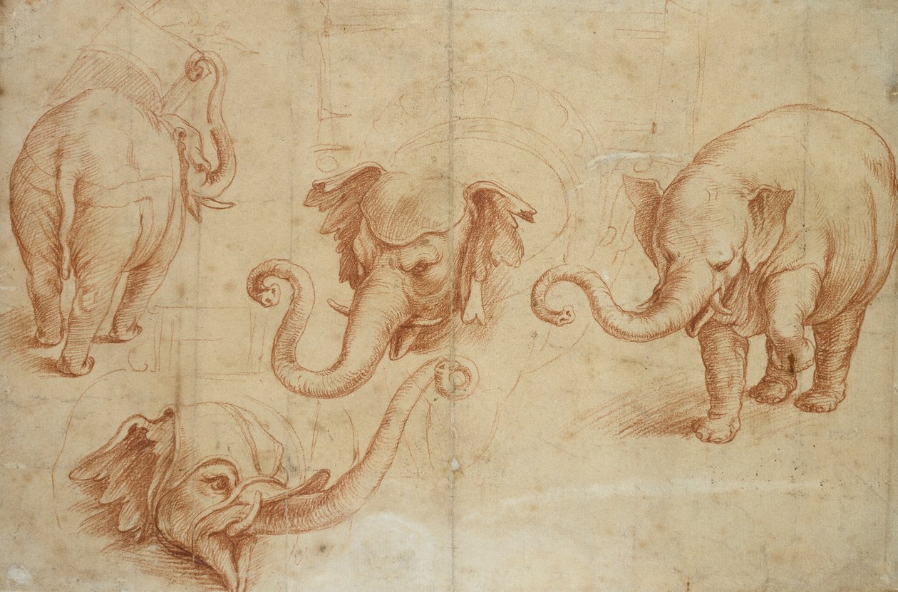 Quattro studi di un elefante da Giulio Romano