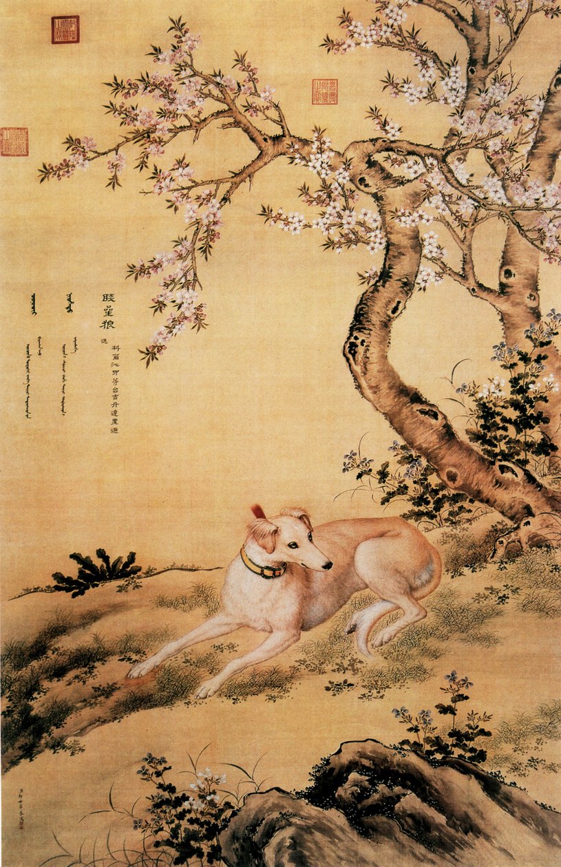 Immagine del lupo Shanxing, un levriero cinese, dall
