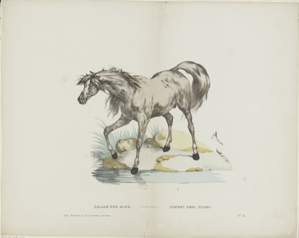 Étalon pur sang da Glenisson and Van Genechten