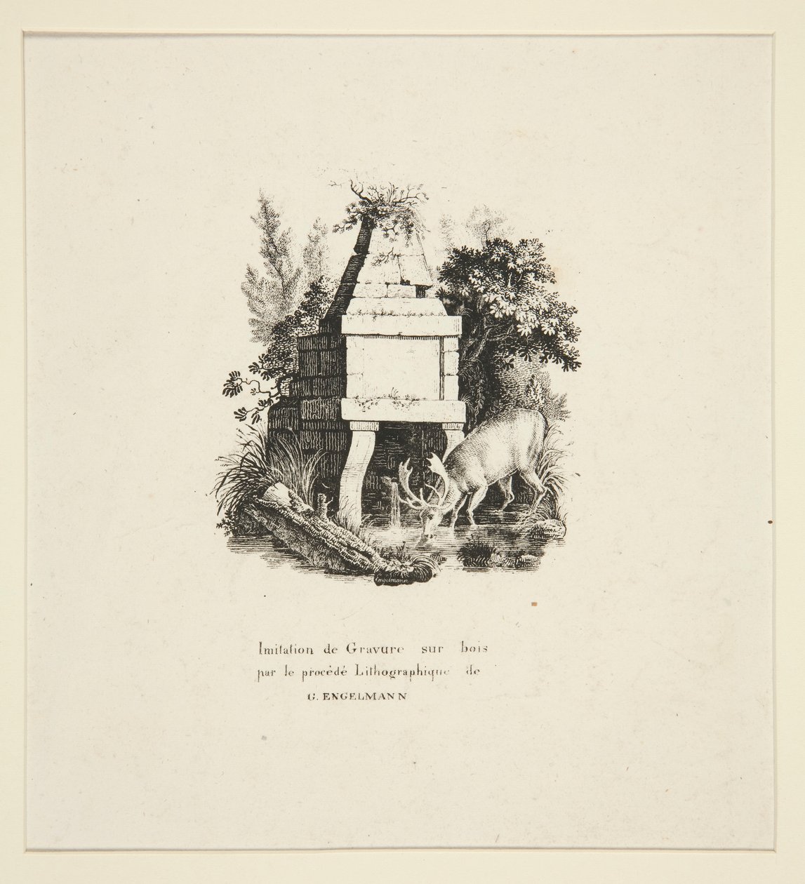 Cervo che beve da Godefroy Engelmann