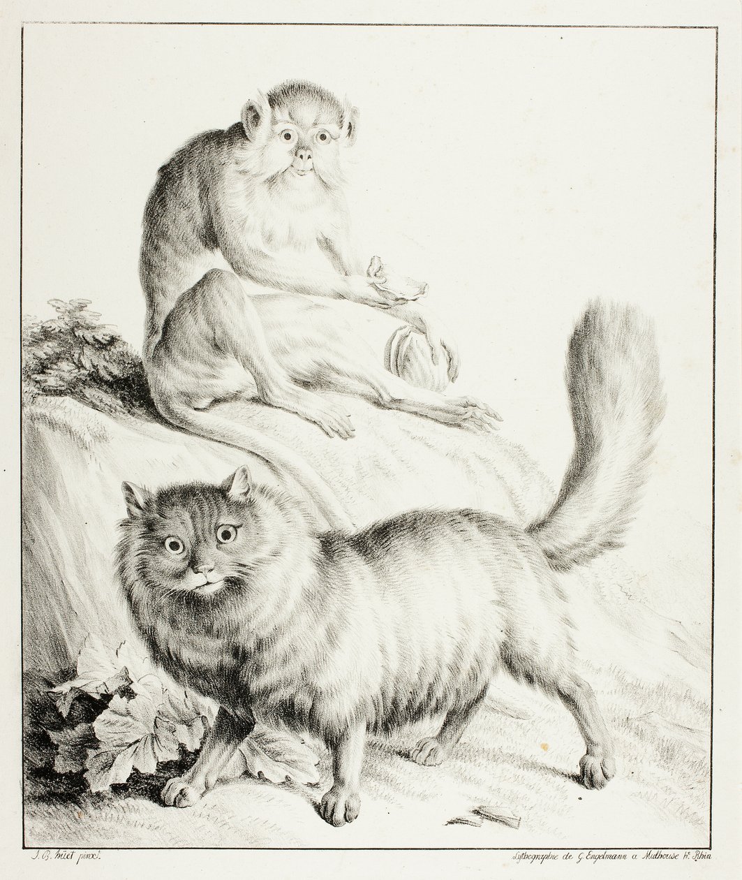 Gatto e Scimmia da Gottfried Engelmann