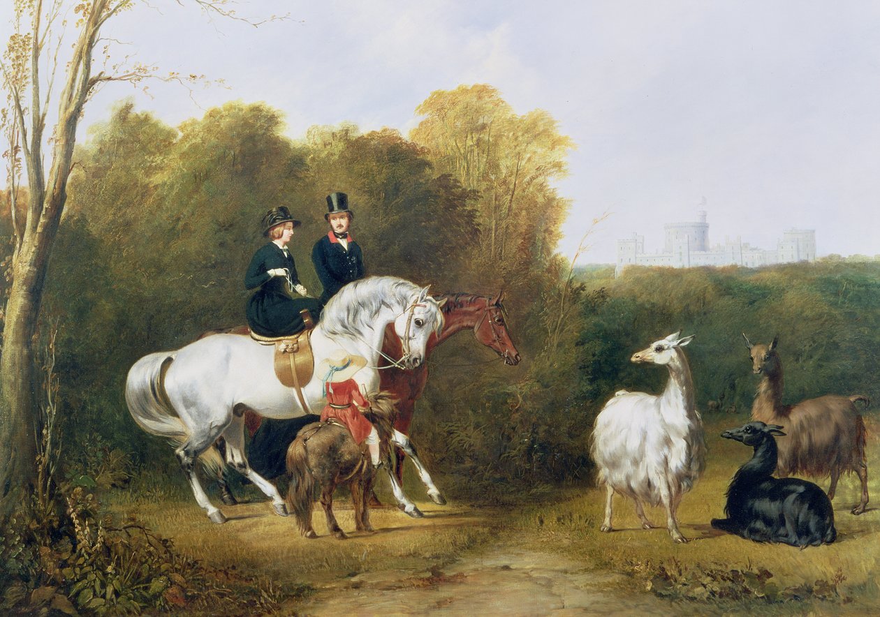 La regina Vittoria e il principe Alberto che osservano i lama nel parco ...