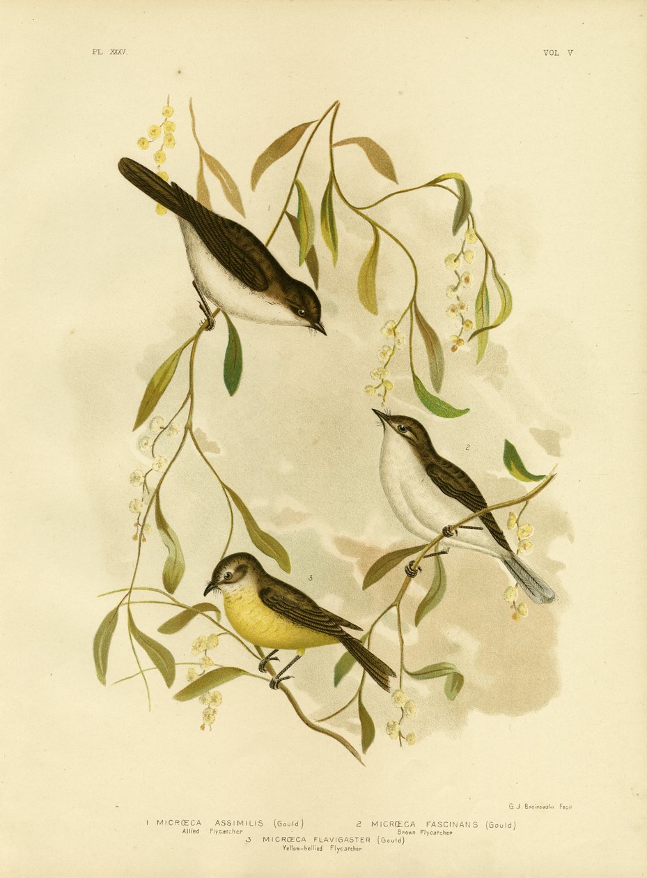 Pigliamosche alleato, 1891 da Gracius Broinowski