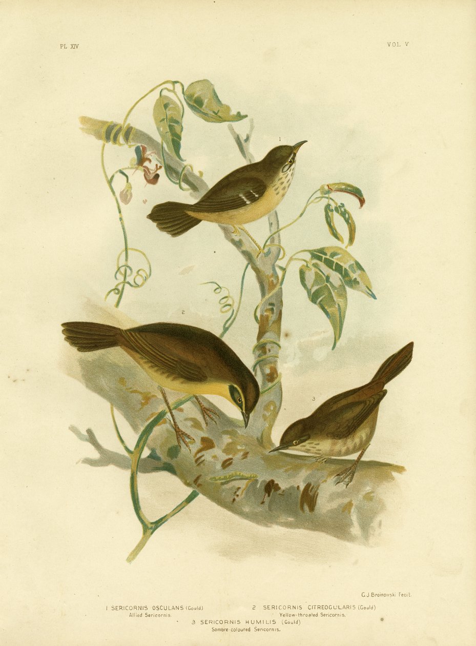 Scricciolo alleato o Scricciolo dalle sopracciglia bianche, 1891 da Gracius Broinowski
