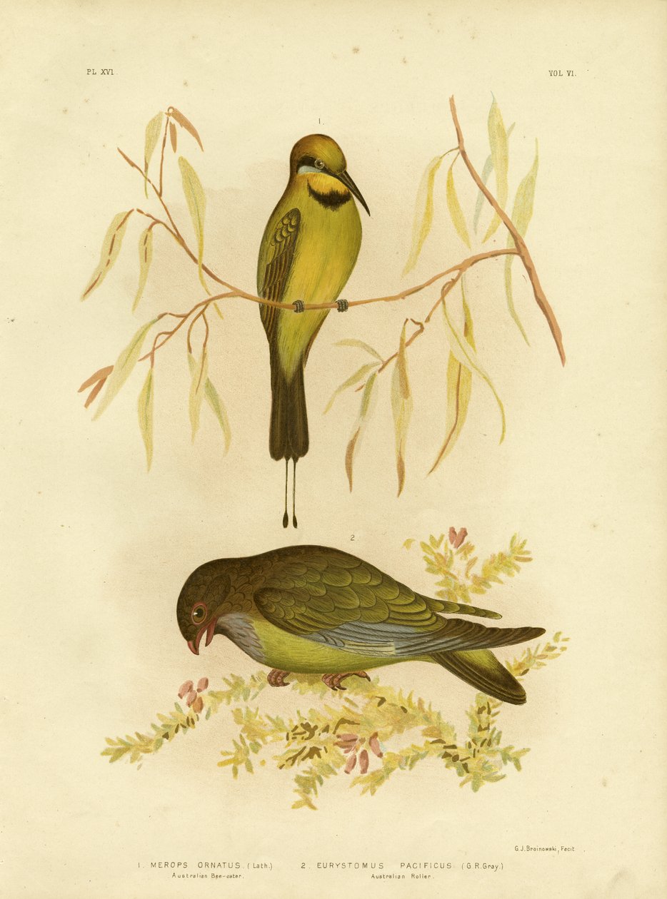 Gruccione australiano o gruccione arcobaleno, 1891 da Gracius Broinowski