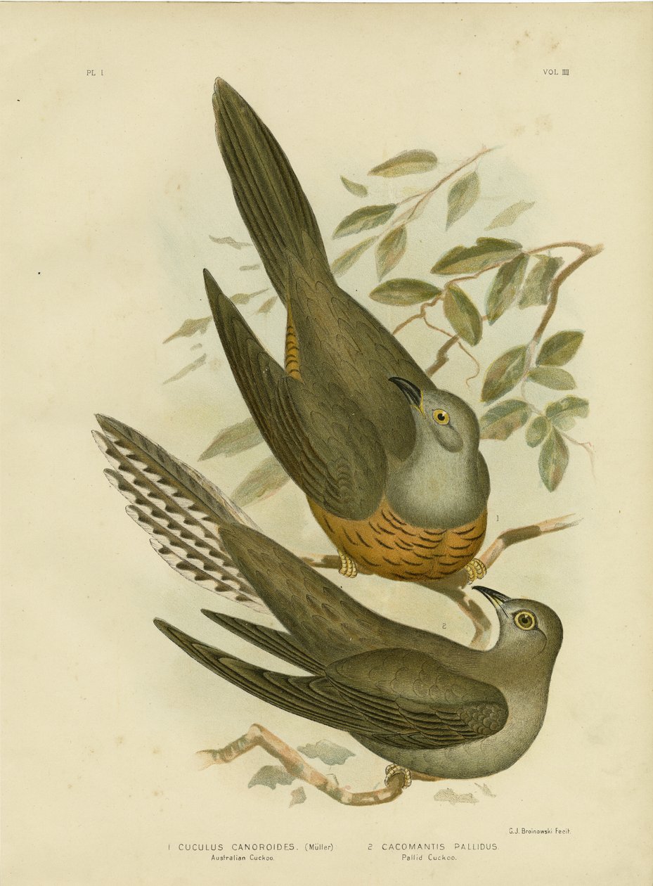 Cuculo australiano, 1891 da Gracius Broinowski