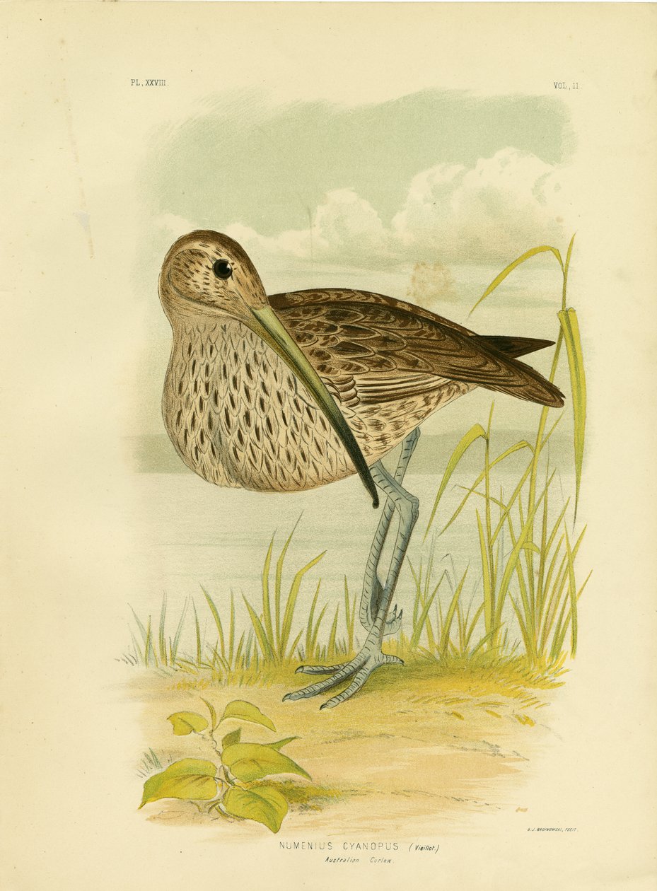 Curlew Australiano o Curlew dell