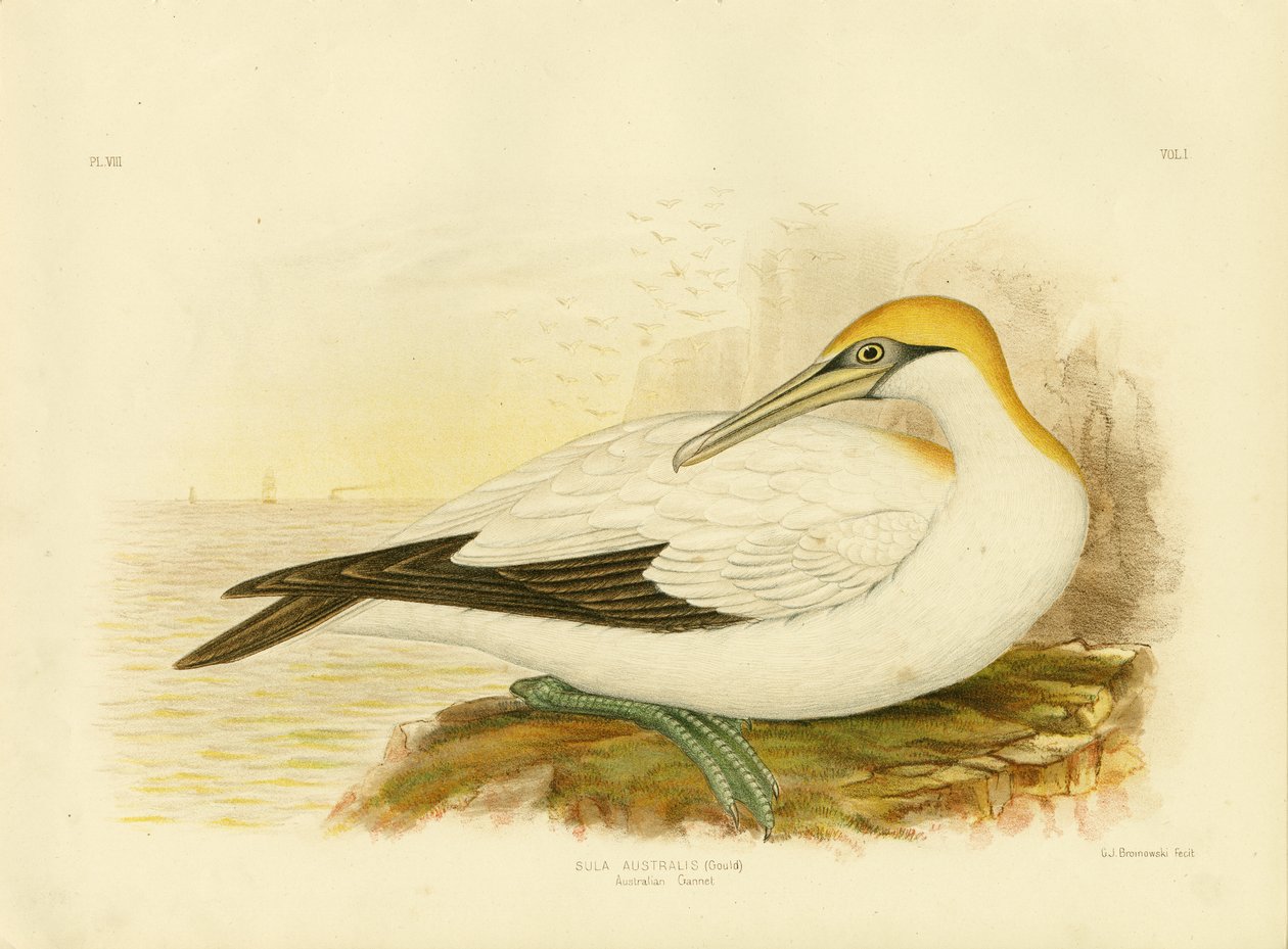 Sula australiana da Gracius Broinowski