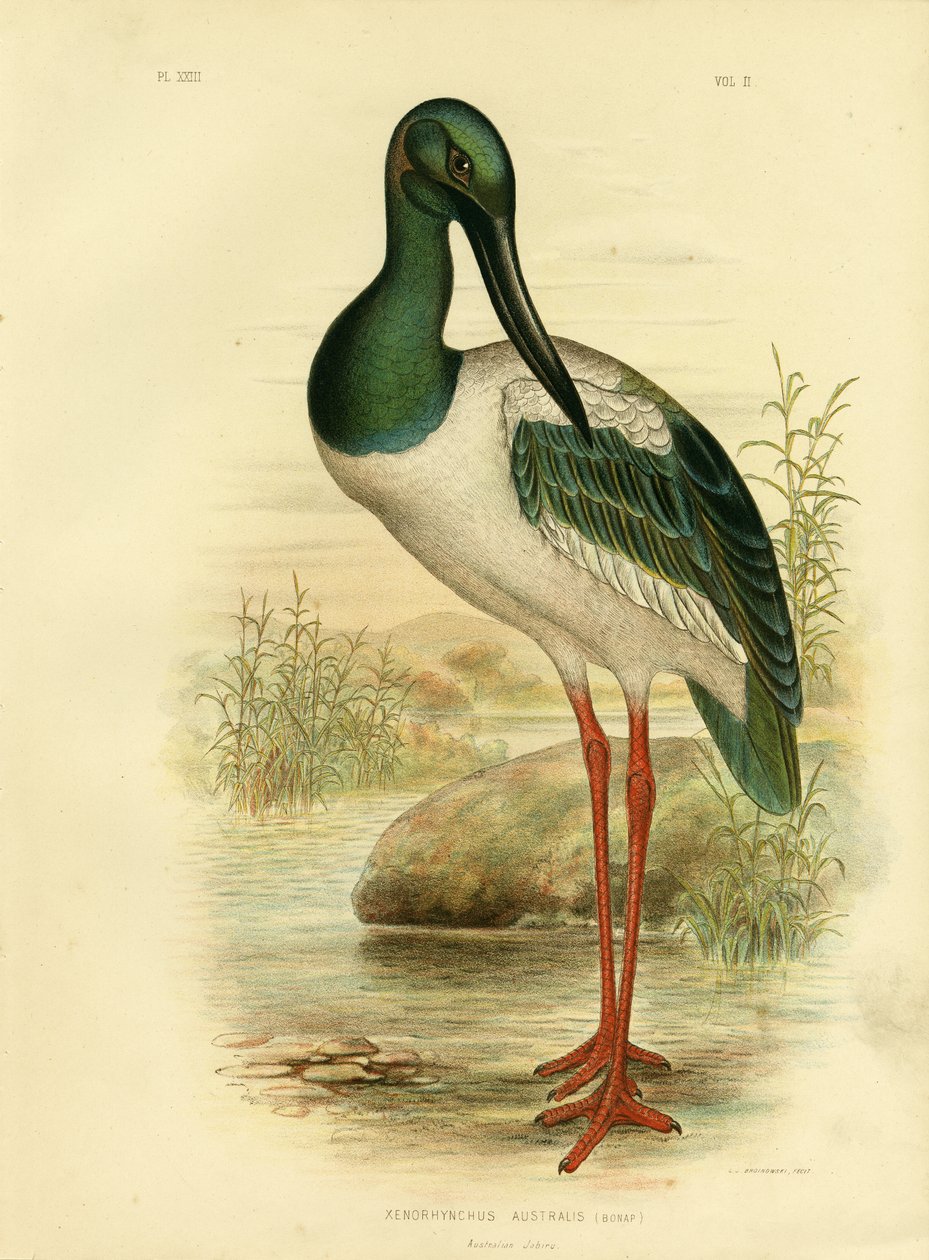Jabiru australiano o cicogna dal collo nero da Gracius Broinowski