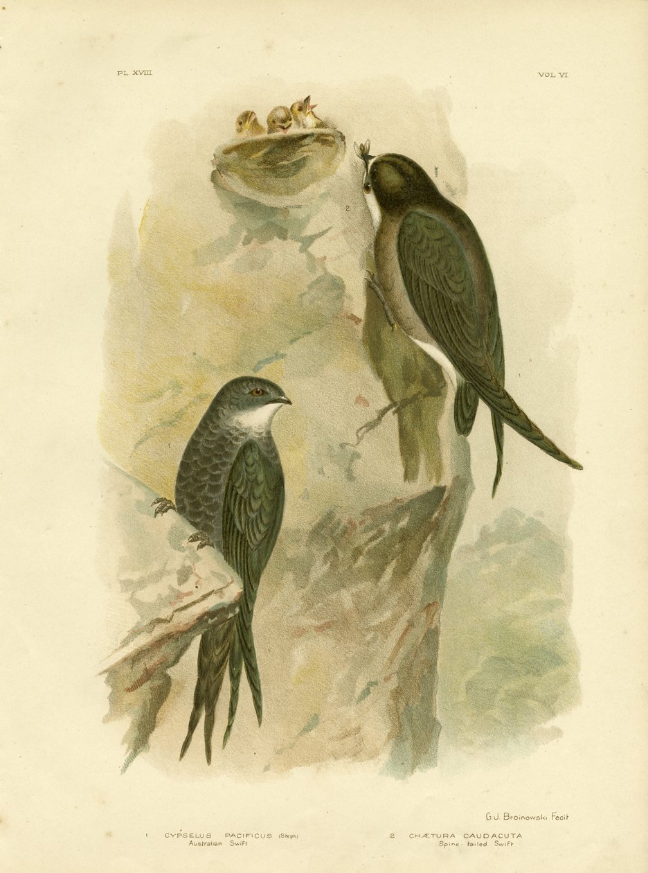 Rondone australiano o rondone dalla coda biforcuta, 1891 da Gracius Broinowski