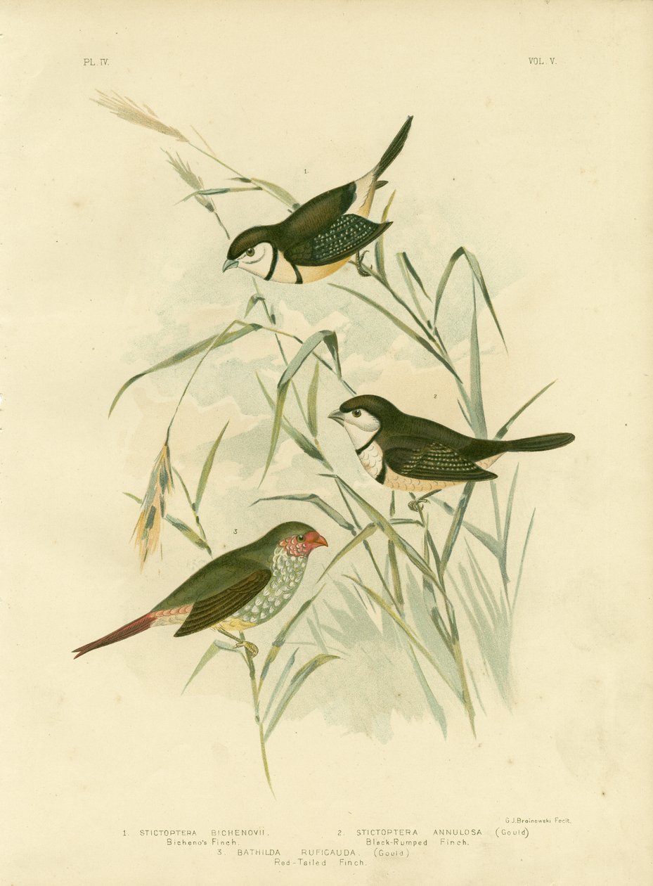 Fringuello di Bicheno, 1891 da Gracius Broinowski