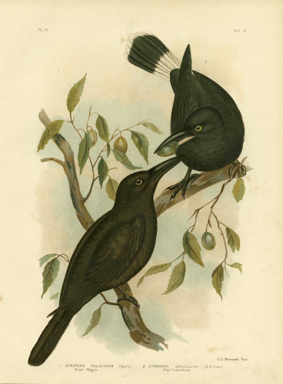Gazza Nera o Currawong Nero, 1891 da Gracius Broinowski
