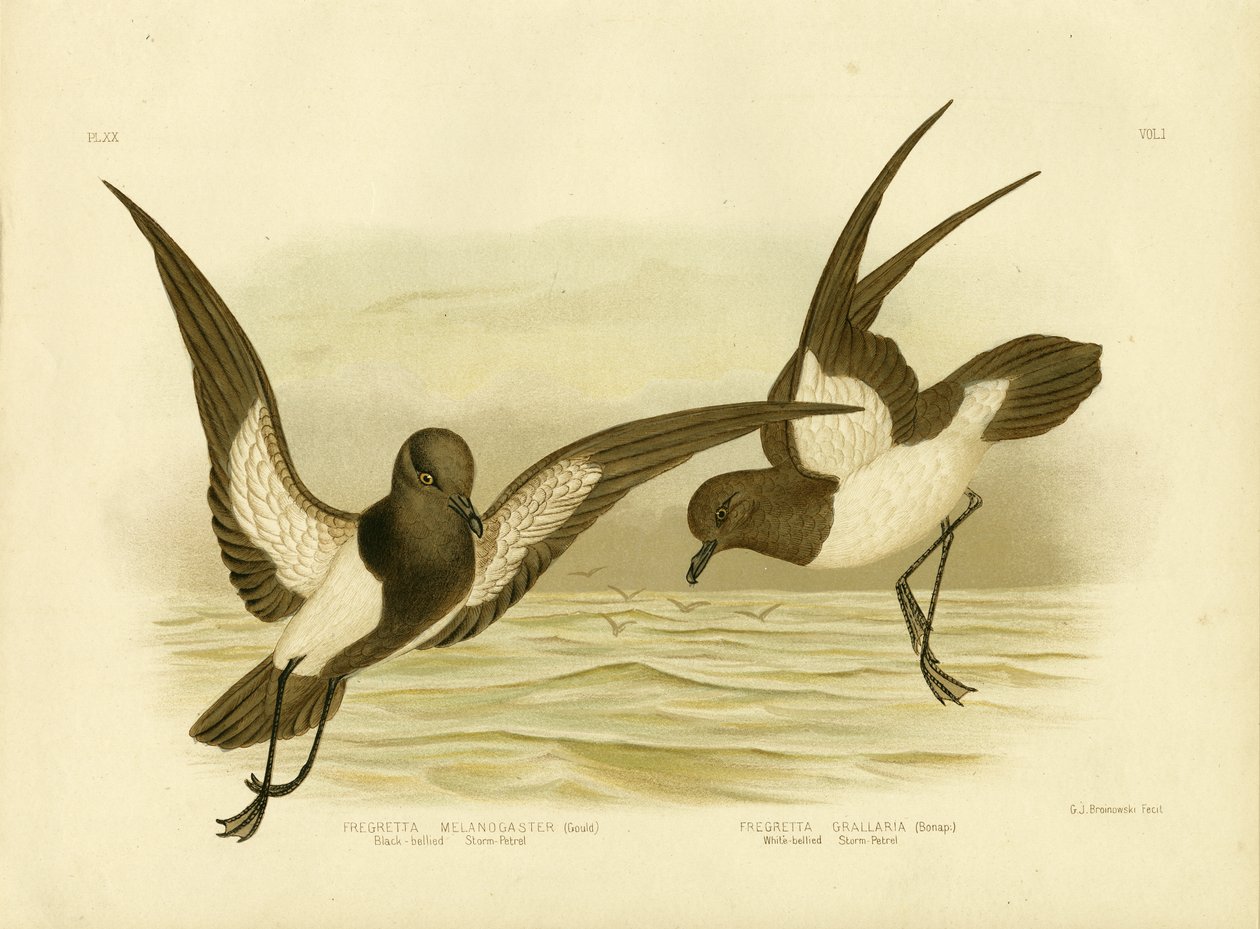 Petrello delle tempeste dal ventre nero, 1891 da Gracius Broinowski