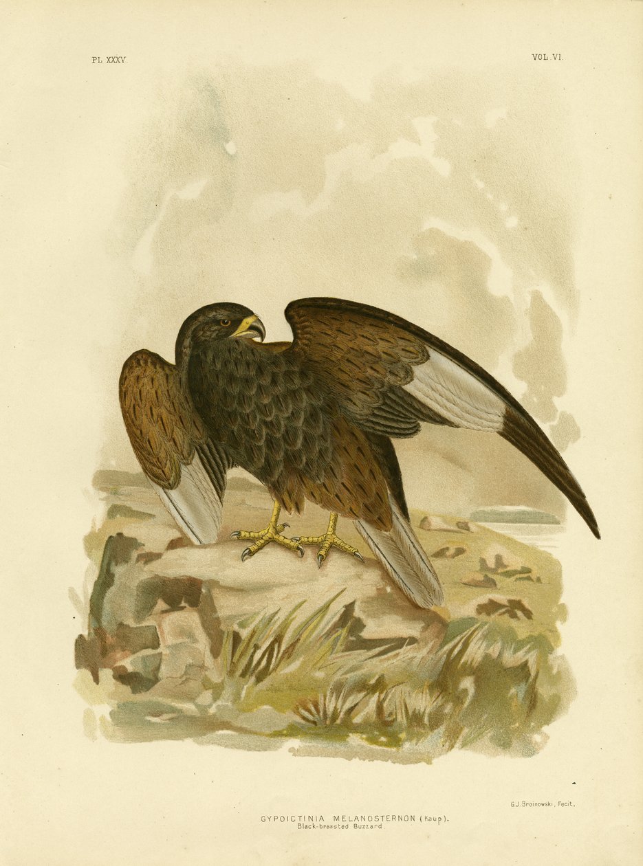 Poiana petto nero, 1891 da Gracius Broinowski