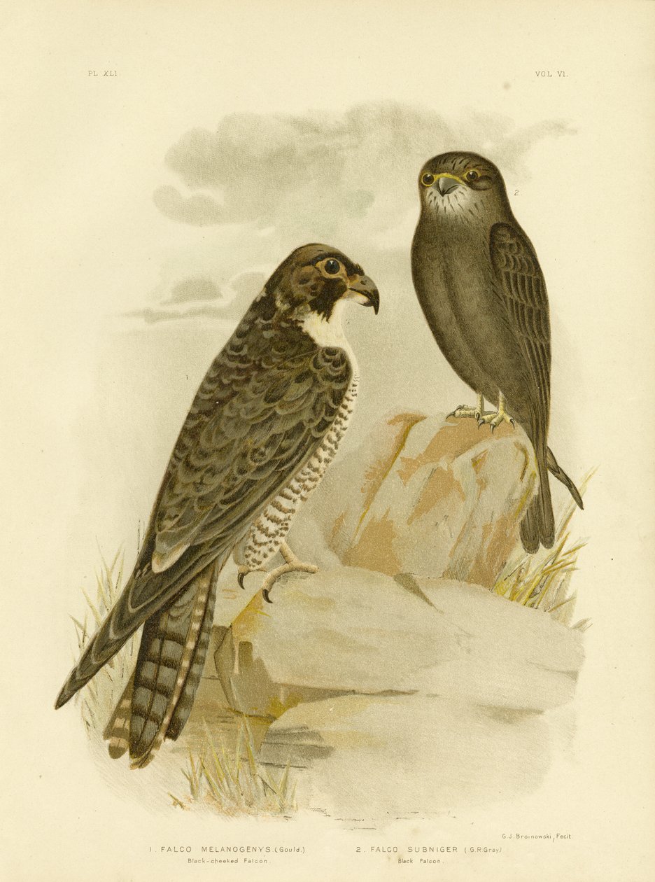 Falco dalle guance nere, 1891 da Gracius Broinowski