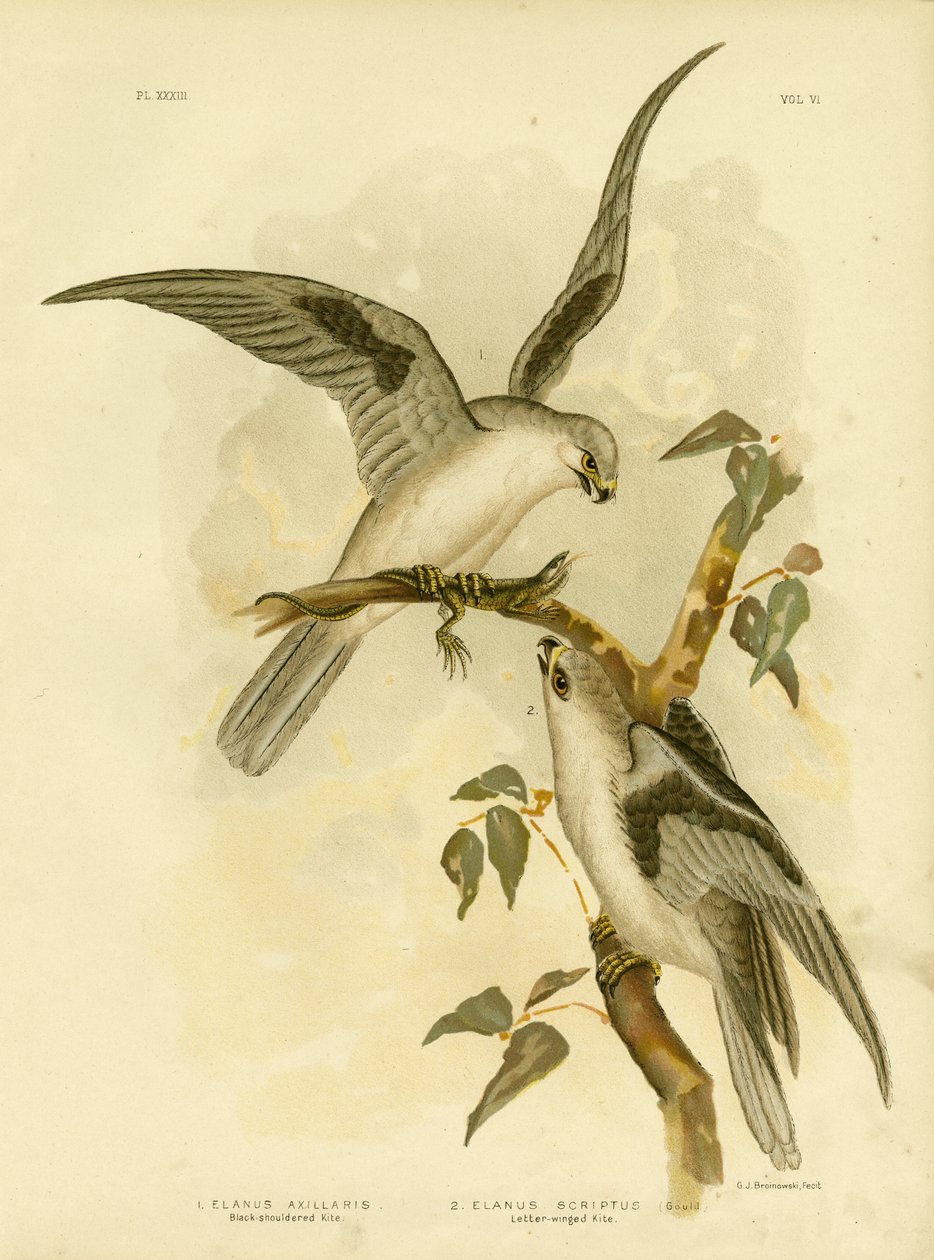 Nibbio dalle spalle nere, 1891 da Gracius Broinowski