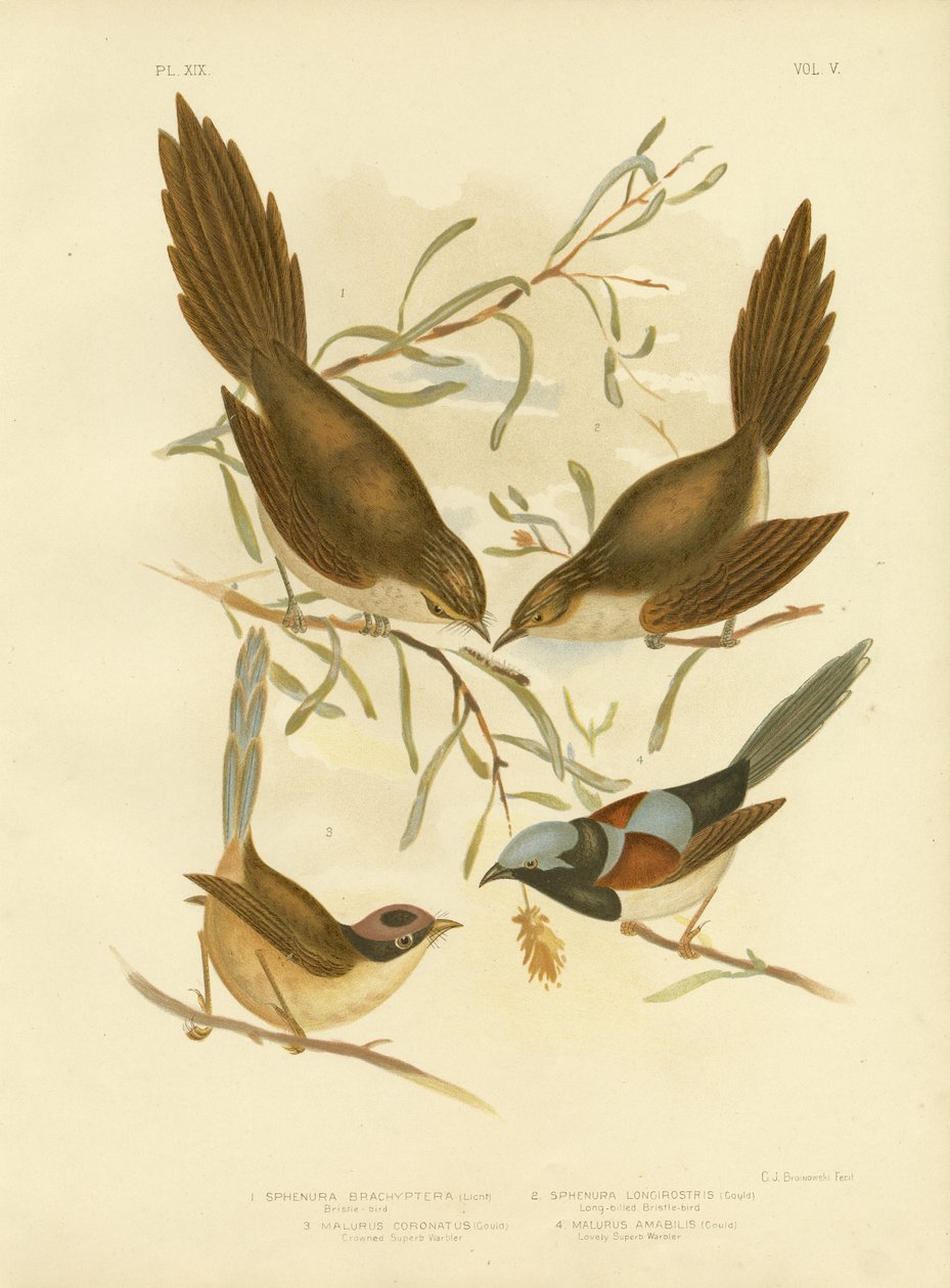 Uccello setoloso, 1891 da Gracius Broinowski