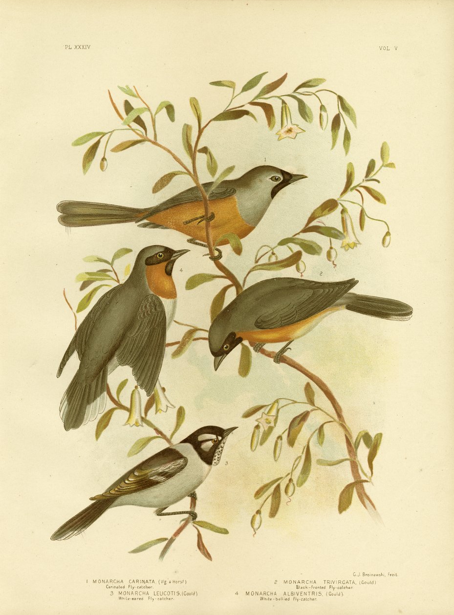 Pigliamosche Carinato o Monarca dalla Faccia Nera, 1891 da Gracius Broinowski