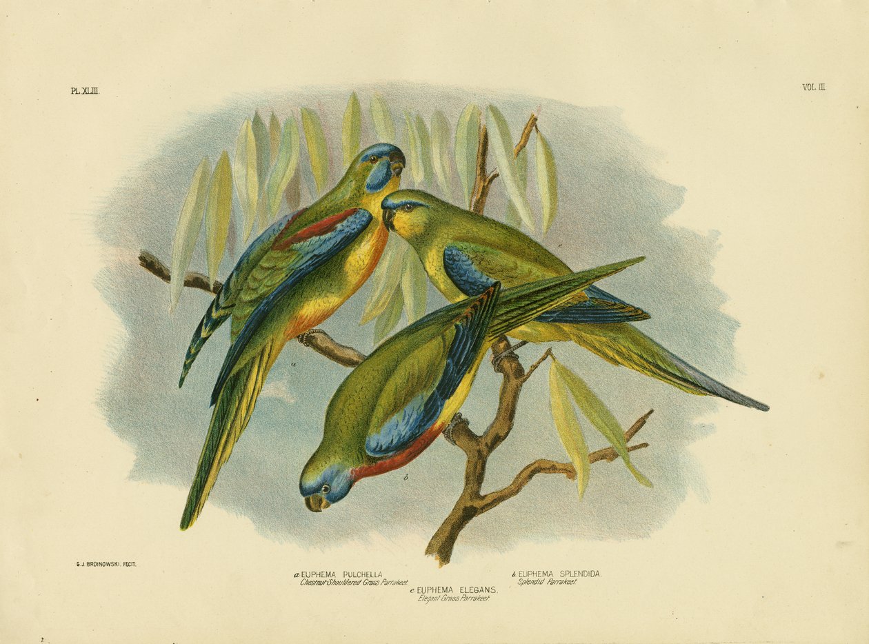 Parrocchetto dalle spalle castane, 1891 da Gracius Broinowski