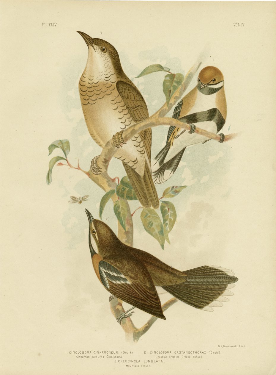 Cinclosoma color cannella o Tordo quaglia cannella, 1891 da Gracius Broinowski