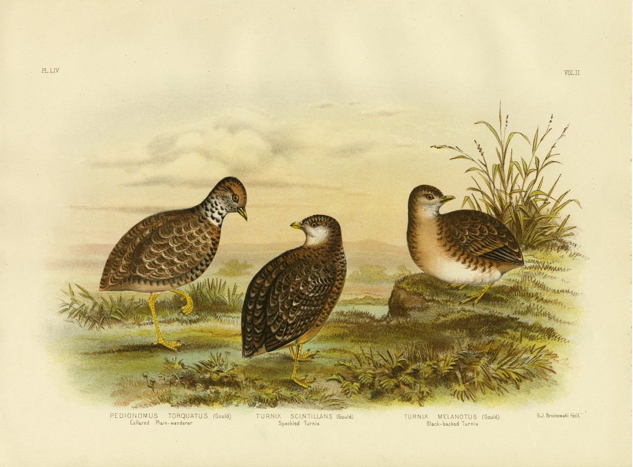 Collared Plainwanderer o Plains Wanderer, 1891 da Gracius Broinowski