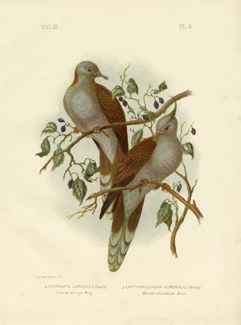 Piccione crestato o piccione crestato, 1891 da Gracius Broinowski