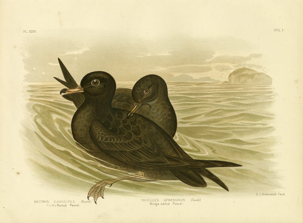 Petrello dalle zampe carnose, 1891 da Gracius Broinowski
