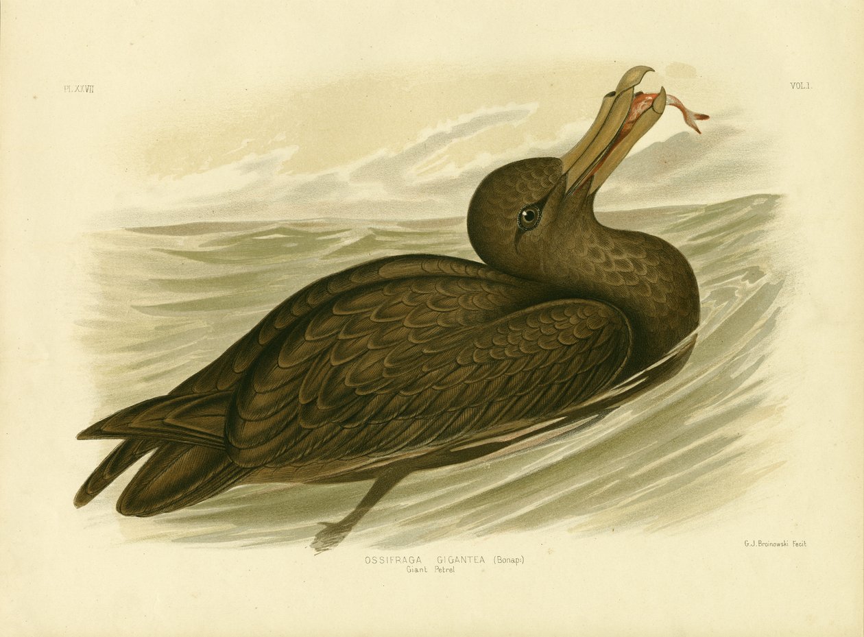 Petrello gigante, 1891 da Gracius Broinowski