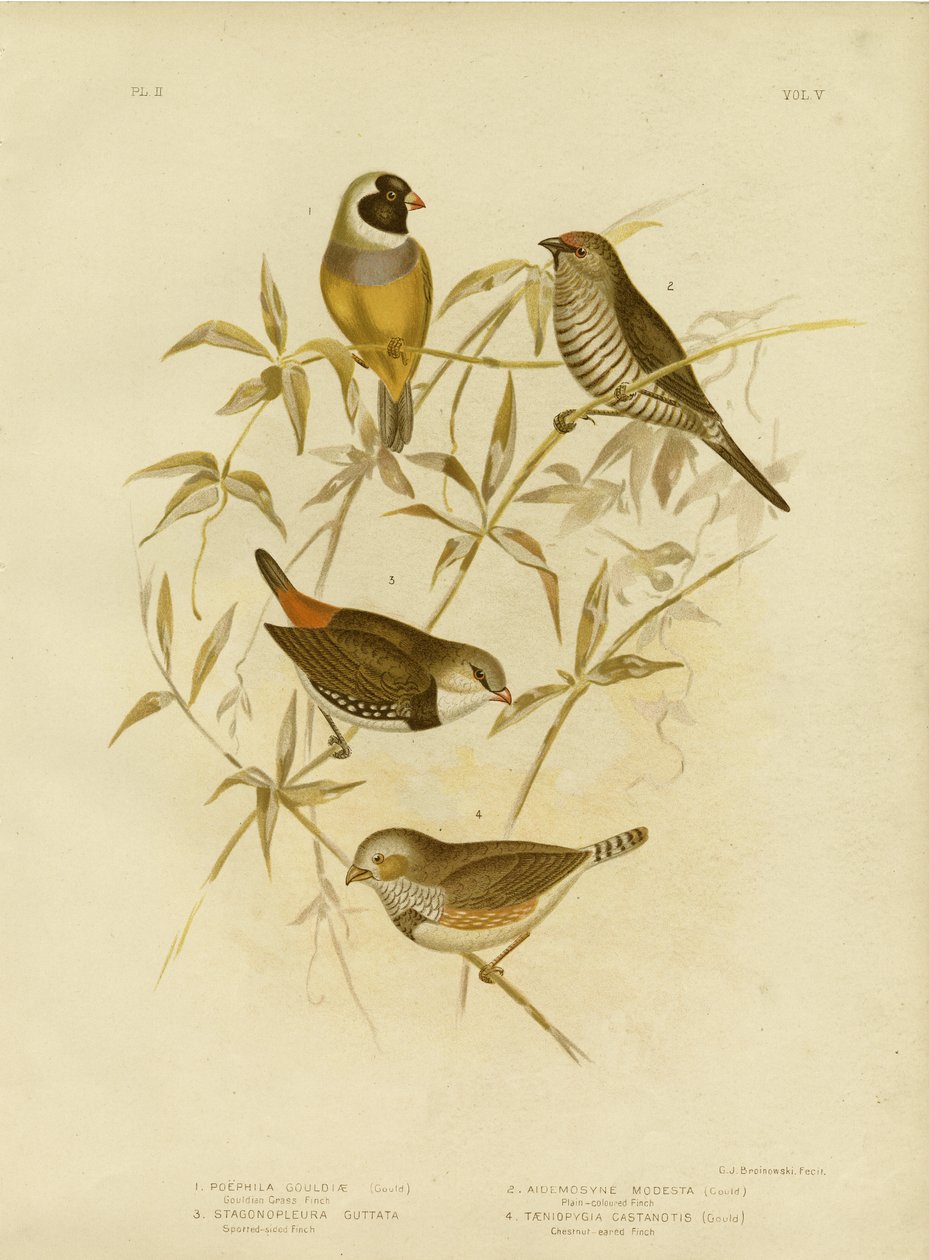 Fringuello dorato da Gracius Broinowski