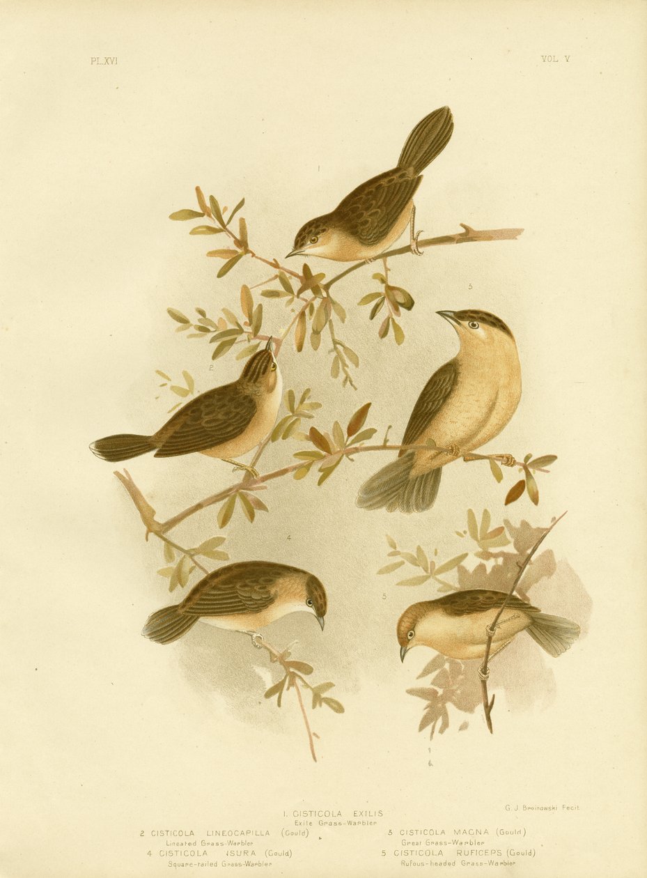 Cisticola dalla testa dorata o Cisticola dal cappuccio dorato, 1891 da Gracius Broinowski