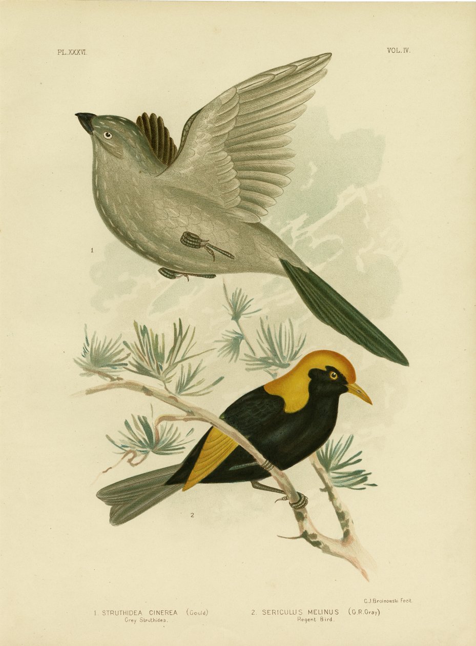 Struthidea grigia o uccello apostolo, 1891 da Gracius Broinowski