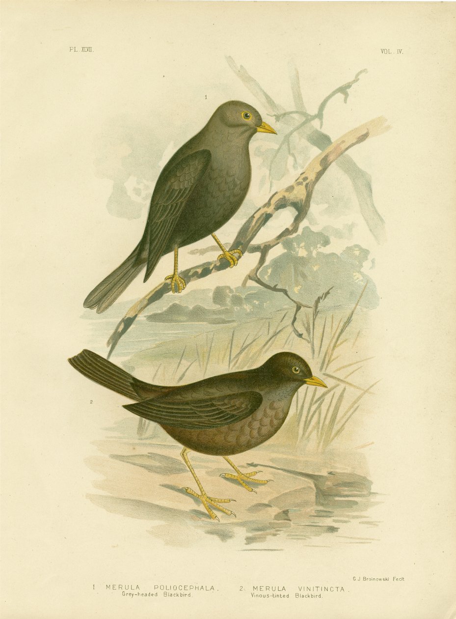 Merlo testagrigia da Gracius Broinowski