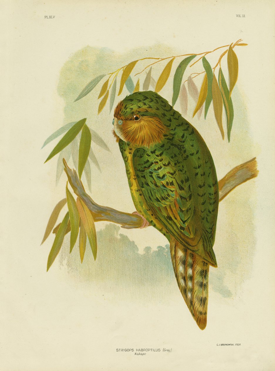 Kakapo da Gracius Broinowski