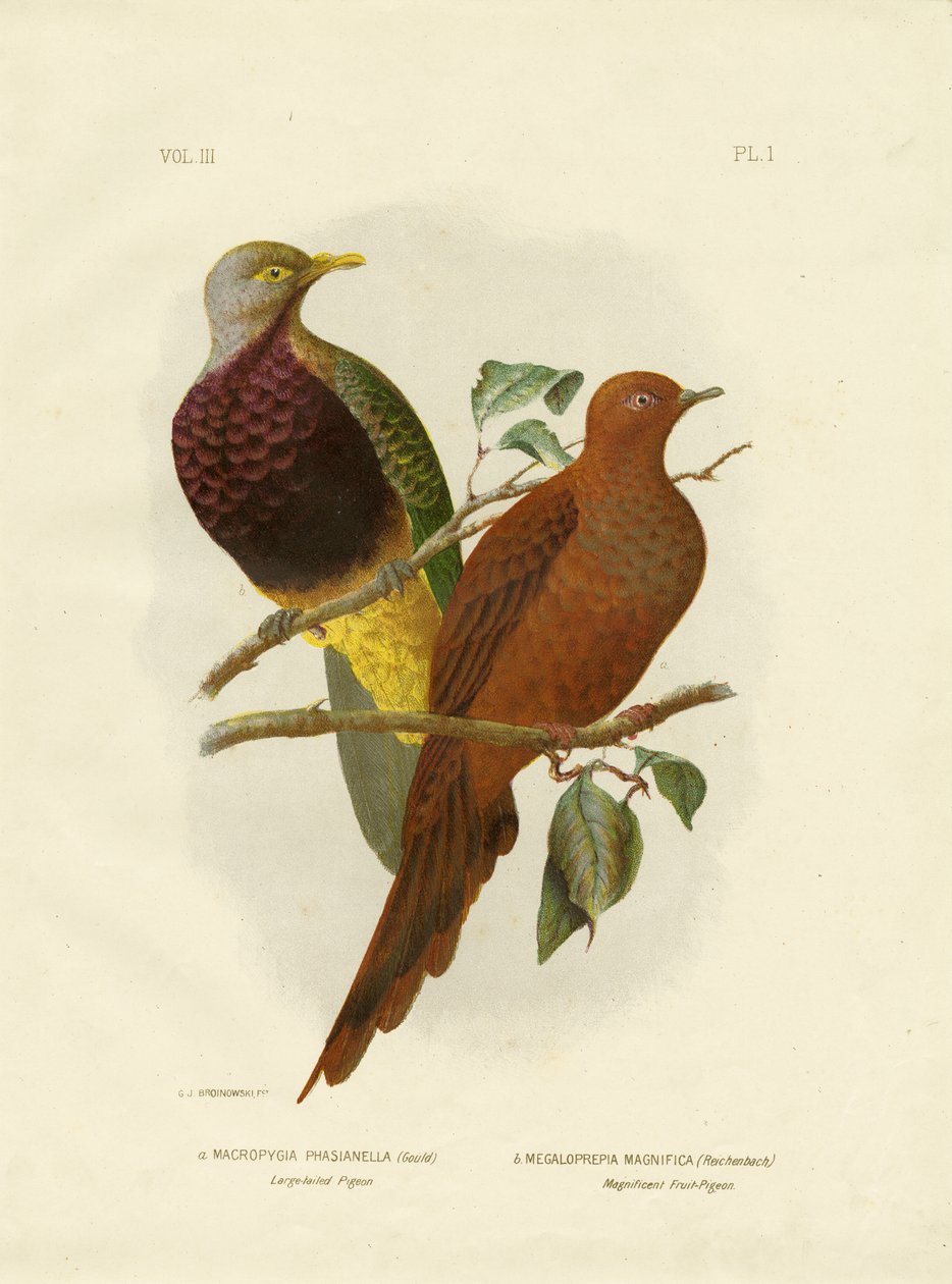 Piccione dalla Coda Lunga o Piccione Marrone o Cuculo Marrone, 1891 da Gracius Broinowski