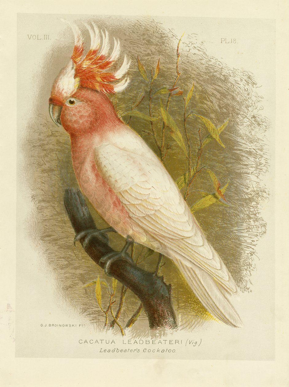 Cacatua di Leadbeater, 1891 da Gracius Broinowski