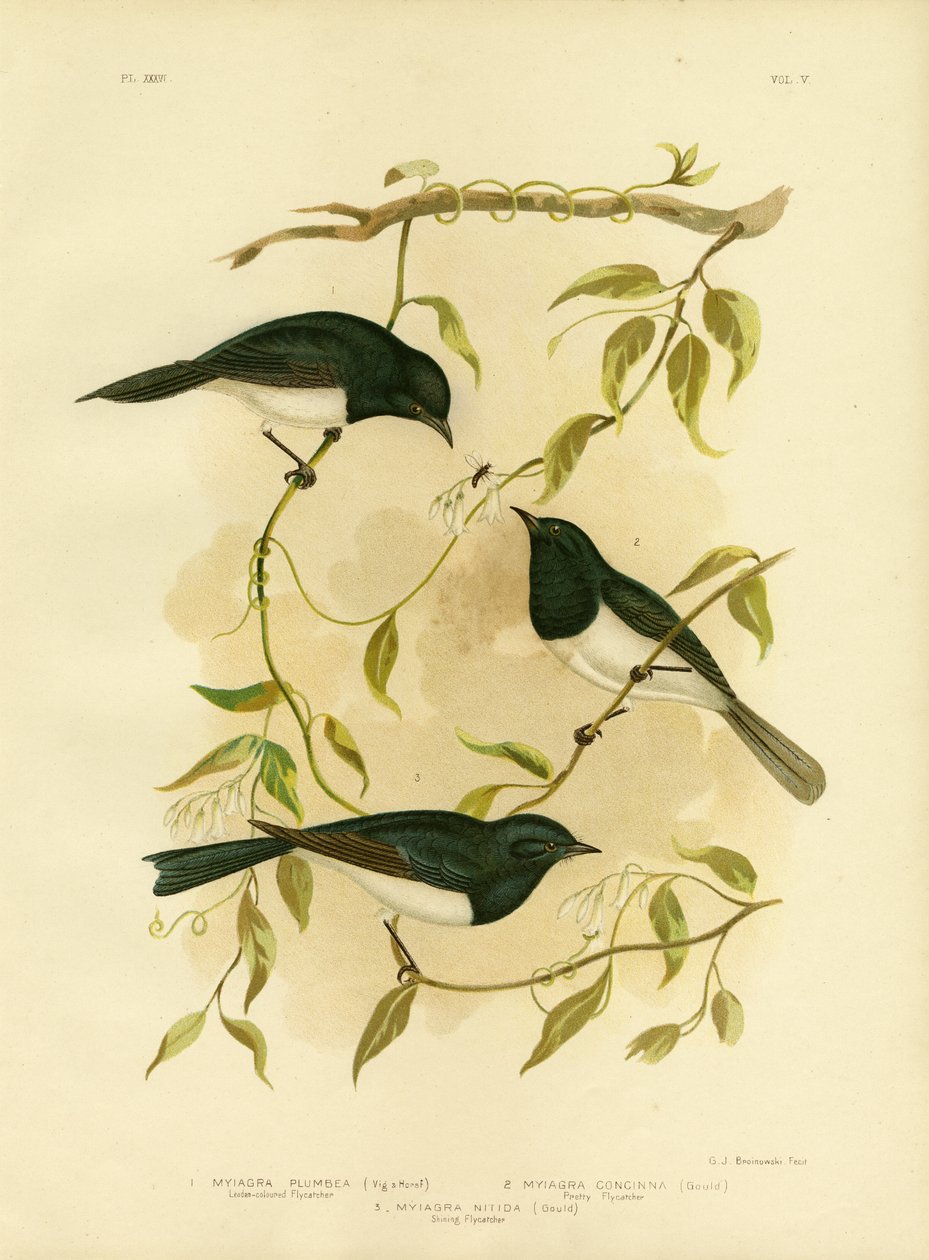 Pigliamosche piombato o pigliamosche piombato, 1891 da Gracius Broinowski