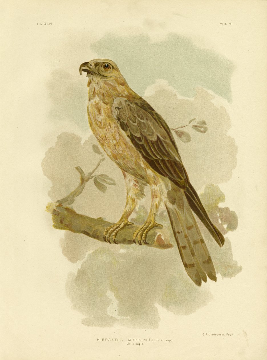 Piccola Aquila, 1891 da Gracius Broinowski