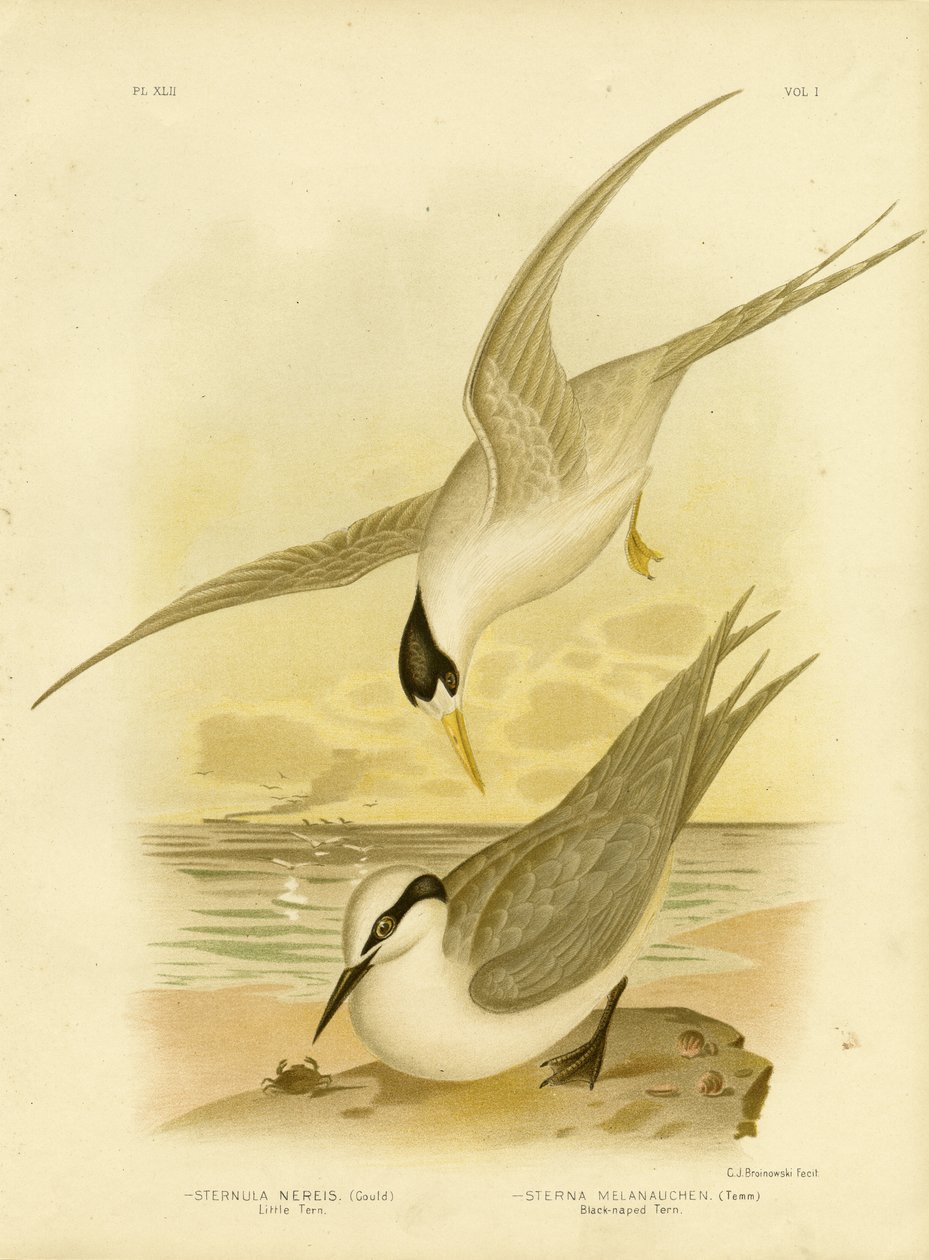 Sterna minore, 1891 da Gracius Broinowski