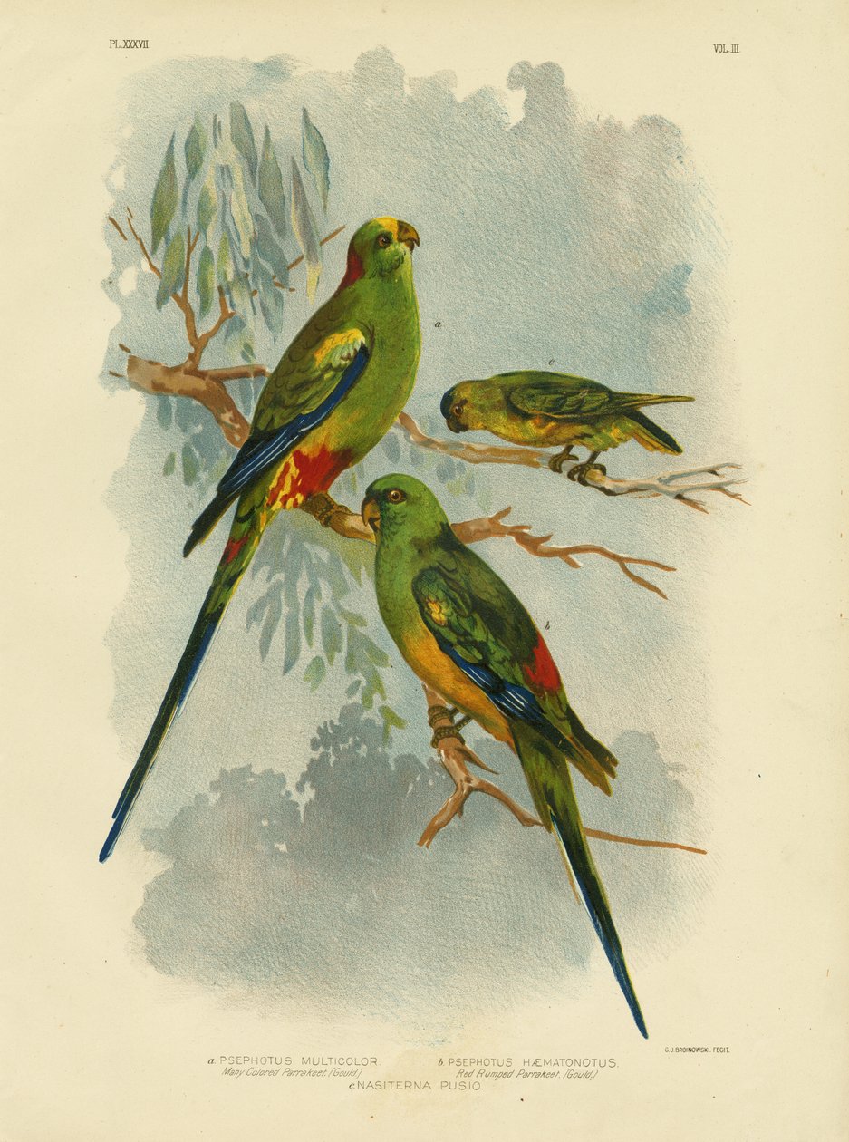 Pappagallo multicolore, 1891 da Gracius Broinowski