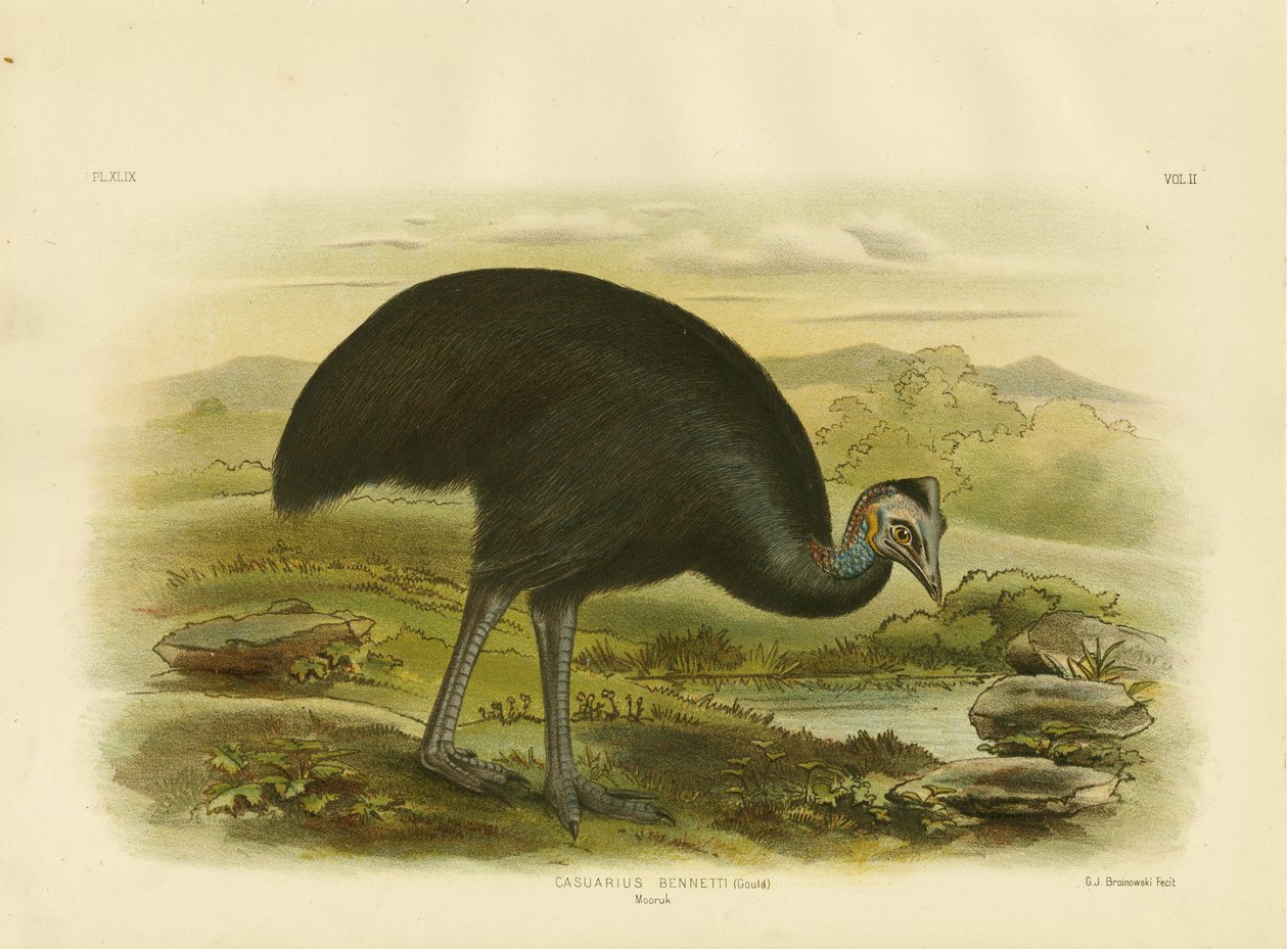 Mooruk, 1891 da Gracius Broinowski