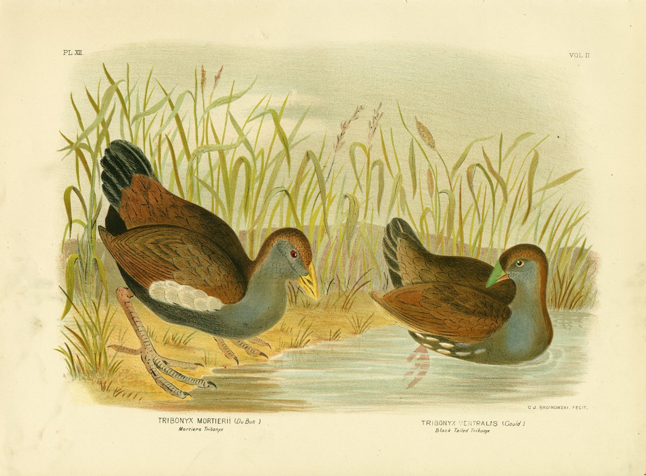 Tribonyx mortierii o gallina nativa della Tasmania, 1891 da Gracius Broinowski