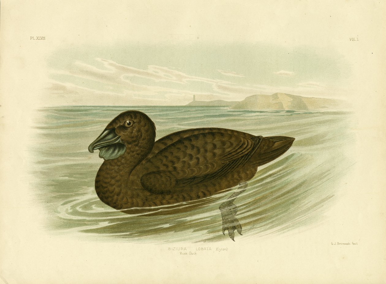 Anatra muschiata, 1891 da Gracius Broinowski