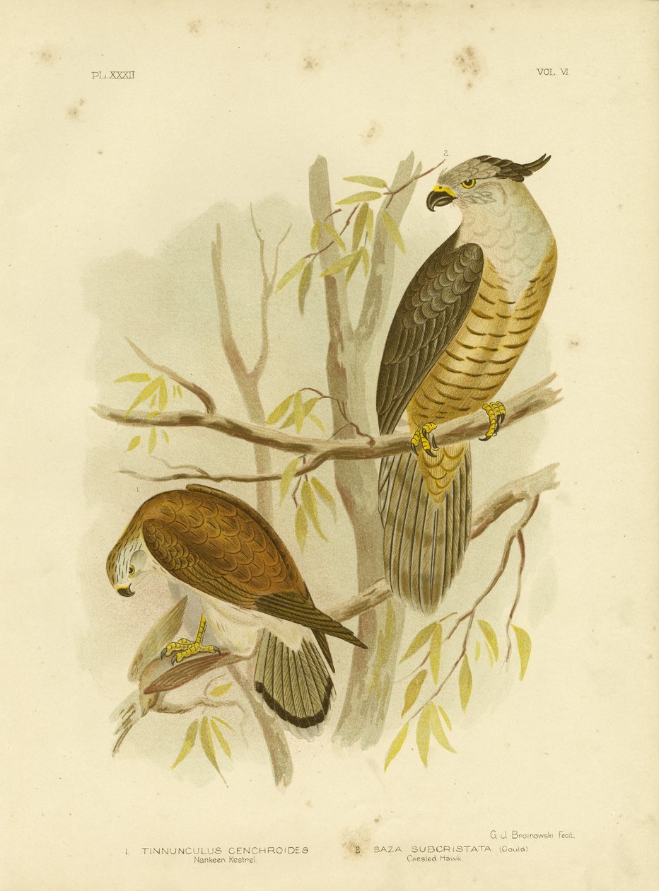 Nankeen Kestrel o Kestrel australiano, 1891 da Gracius Broinowski
