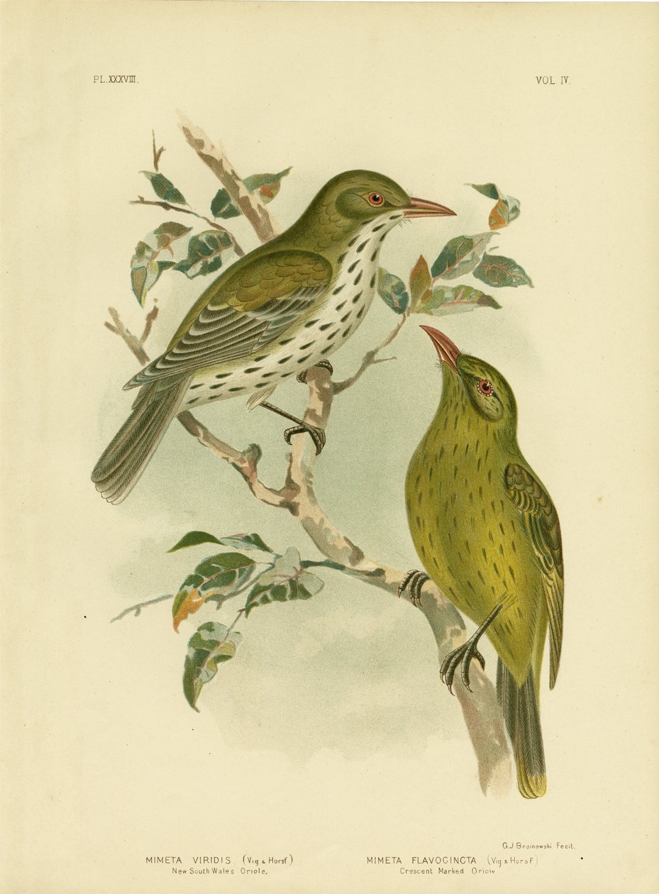Oriolo del Nuovo Galles del Sud o Oropendola Verde, 1891 da Gracius Broinowski