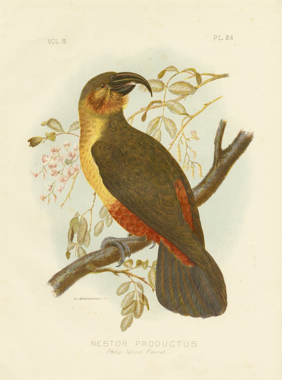 Norfolk Kaka, 1891 da Gracius Broinowski