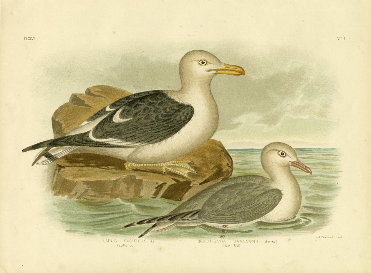 Gabbiano del Pacifico, 1891 da Gracius Broinowski